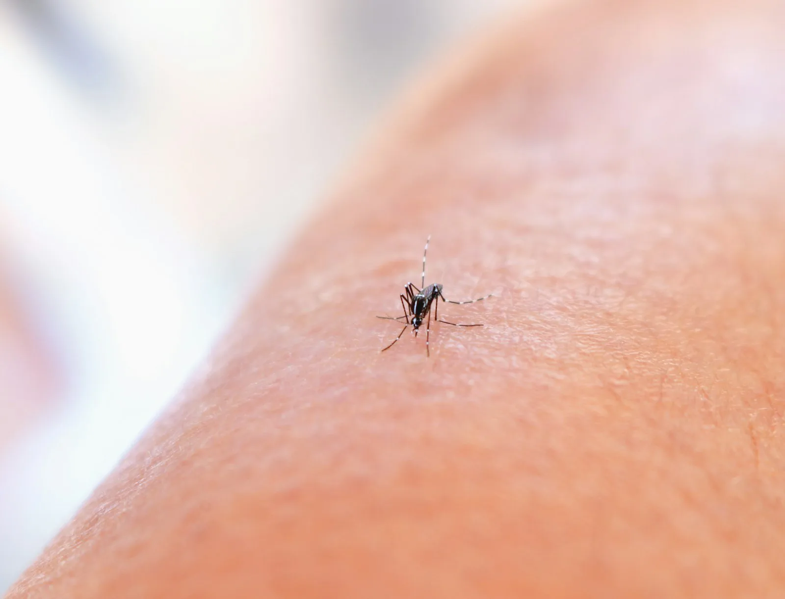 Nyamuk Aedes hinggap di kulit lengan